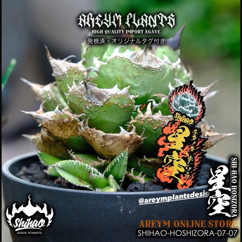 発根済 台湾Shi-hao アガベ チタノタ ホシゾラ 元祖星空 agave