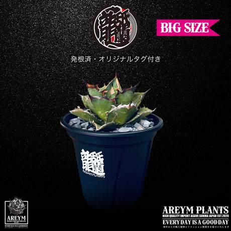 発根済 送料無料 Agave titanota Pixiu アガべ チタノタ 貔貅 ARM-Pixiu-06-01