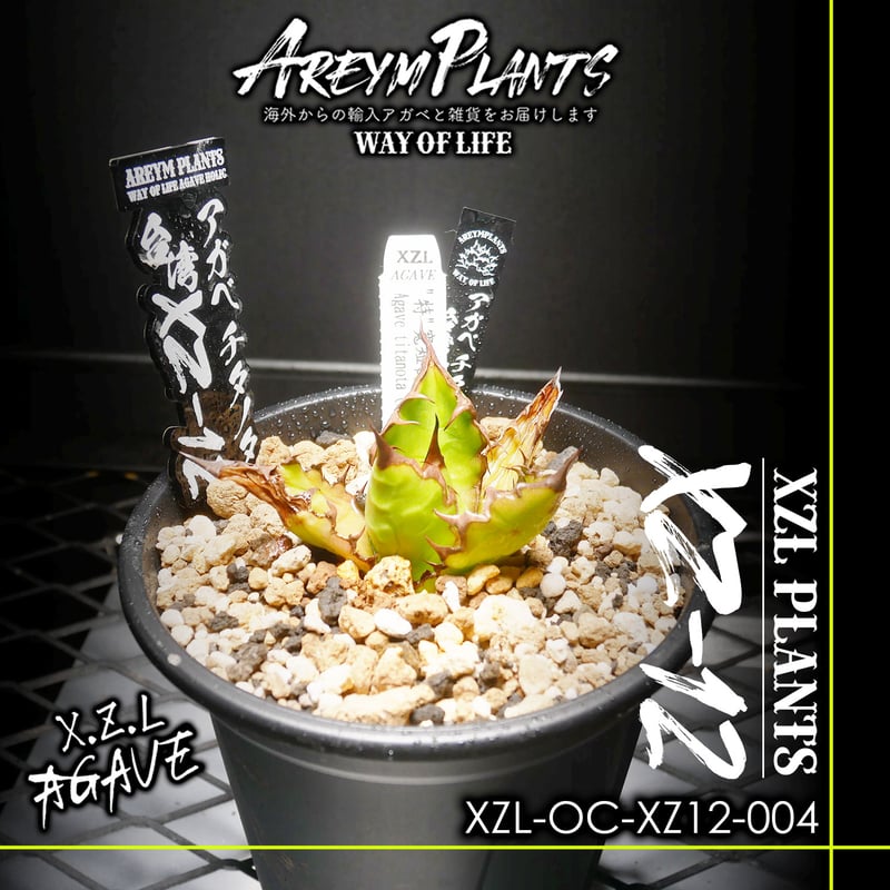 アガベ チタノタ XZ-12 Agave Titanota アガベ チタノタ XZ-12 Agave Titanota