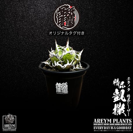 アガベ凱撒 | STORES