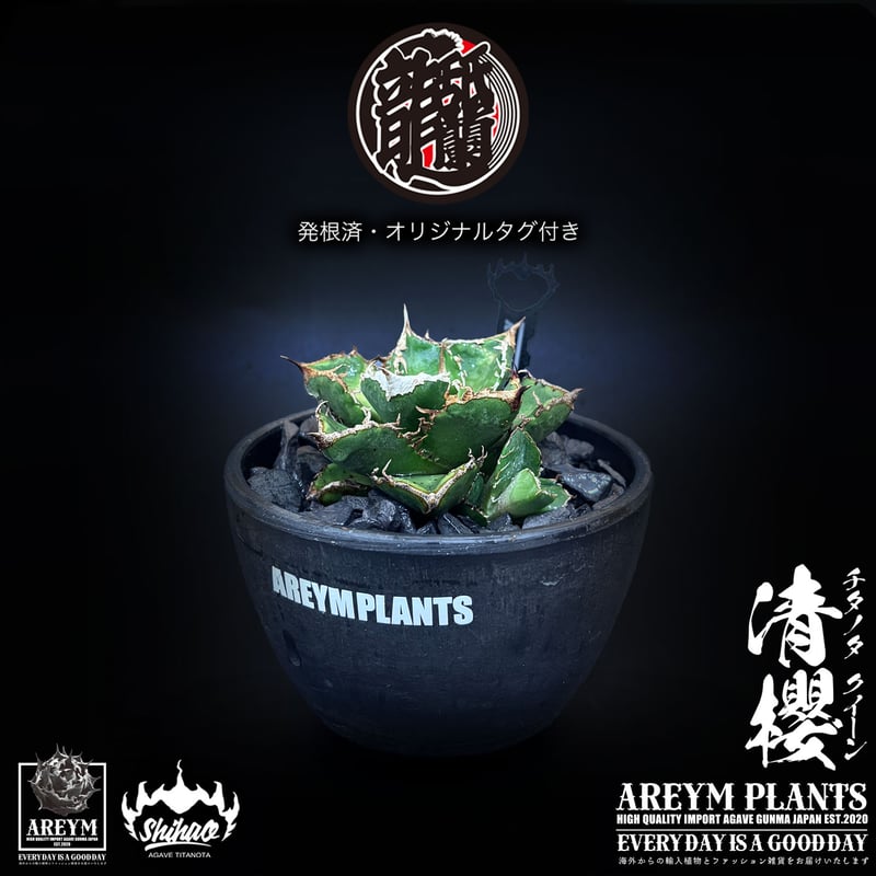 発根済 送料無料でお届け 台湾Shi-hao産 アガベ チタノタクイーン 清櫻