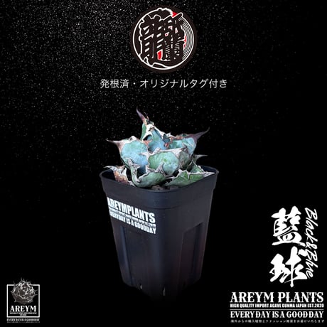 発根済 送料無料 アガベ チタノタ ブラックアンドブルー Agave Titanota Black and Blue ボールタイプ【ARM-BAB-06-02】