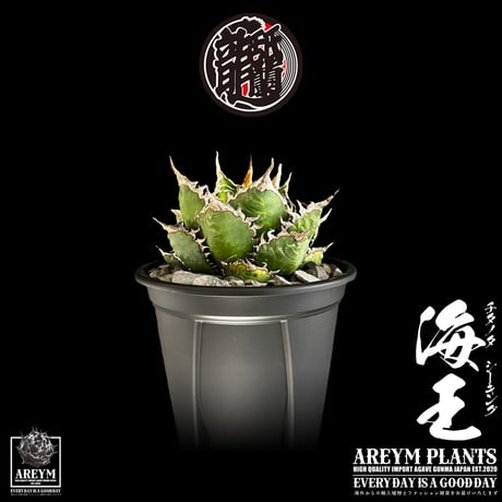 税込・送料無料でお届け致します アガベ チタノタ  精品海王 Agave titanota Sea King (AREYM-SEAKING-04-01)