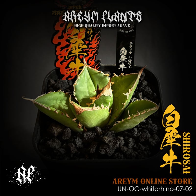 J*I様 アガベ 白犀 OC 中株 検 白犀牛 白犀牛