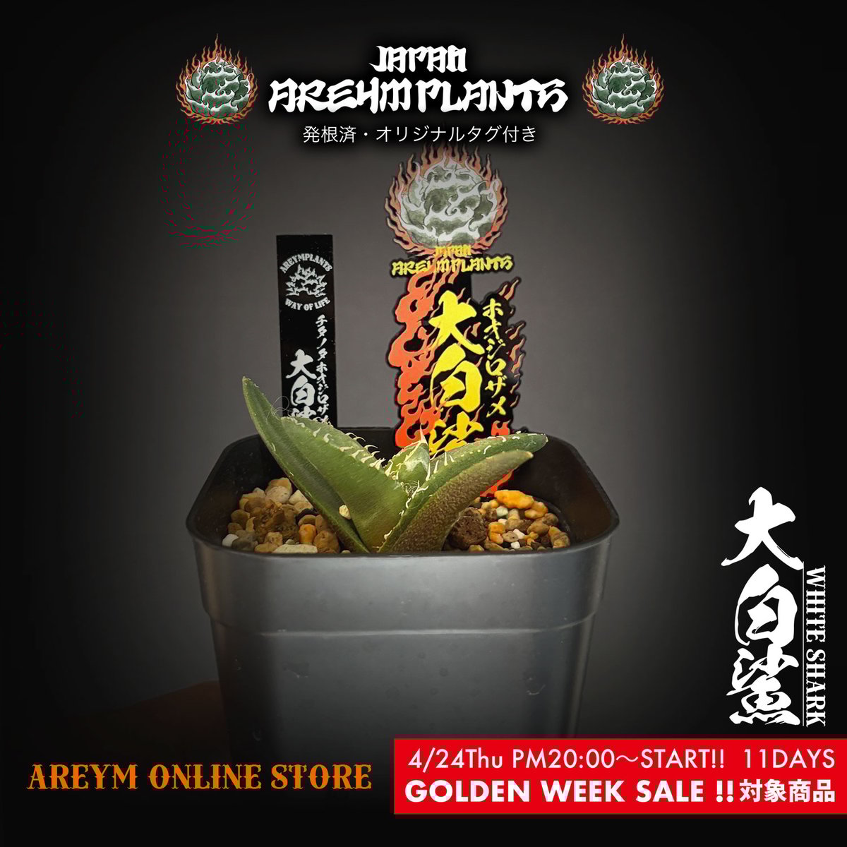 大白鯊 子株 ホホジロザメ lize血統 アガベ オテロイ チタノタ 【公式