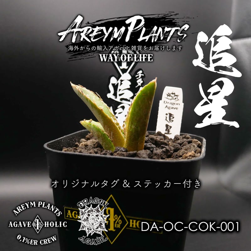 台湾ドラゴンアガベ産 アガベ チタノタ 追星 agave titanota COK  