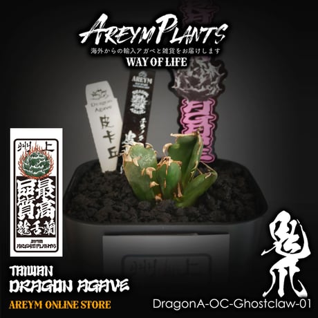 CATEGORY ドラゴンアガベ産 アガベ チタノタ ピカチュウ 皮卡丘