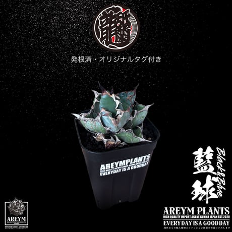 発根済 送料無料 アガベ チタノタ ブラックアンドブルー Agave Titanota Black and Blue ボールタイプ【ARM-BAB-06-02】