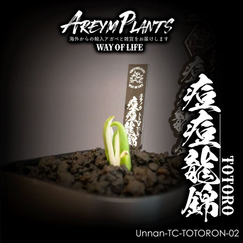 発根済 中国 雲南省産!!アガベチタノタ 痘痘龍錦 トトロ Agave 発根済 中国 雲南省産!!アガベチタノタ 痘痘龍錦 トトロ Agave