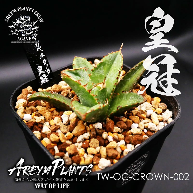 だだ 皇冠 クラウンOC子株 5個セット 検）植物 塊根 サボテン だだ