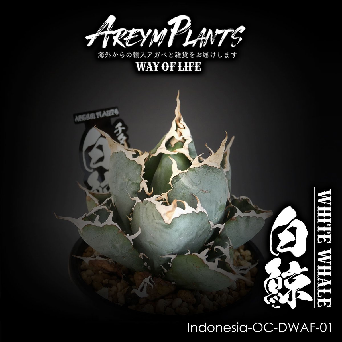 アガベ チタノタ エクストラホワイトソーン 子株付 ホオジロザメ 白豪刺 アガベ チタノタ ホワイトソーン アガベ チタノタ エクストラホワイト