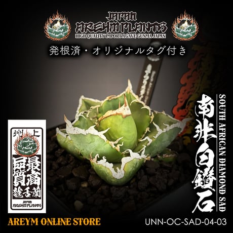 アガベsad | STORES アガベsad | STORES