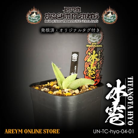 アガベブツブツ | STORES アガベブツブツ | STORES