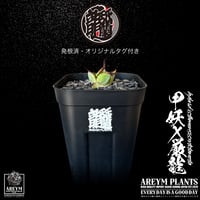 発根済 送料無料 アガベ 甲妖 × 嚴龍 Agave Hybrid  isthmnensis x  utahensis  nevadensis x titanota