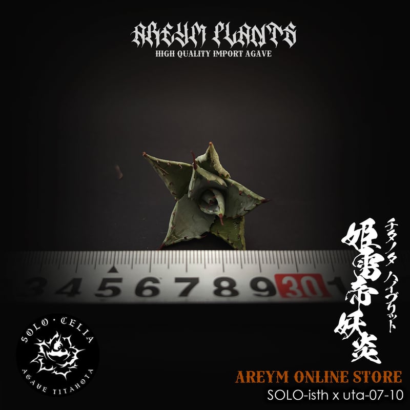 専用 チタノタ「イラン陽炎」「地獄猫」 専用 チタノタ「イラン陽炎」「地獄猫」 Agave titanota 地獄猫