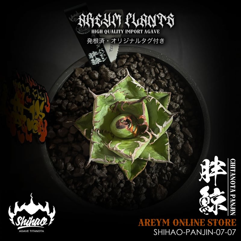 発根済 台湾Shi-hao産 アガベ チタノタ パンジン 胖鯨 agave