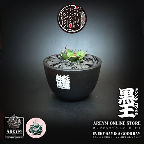 発根済 送料無料 潮龍家 安生産 アガベ チタノタ 黒王 agave titanota kokuo【Andy-OC-KOKUO-002-01】