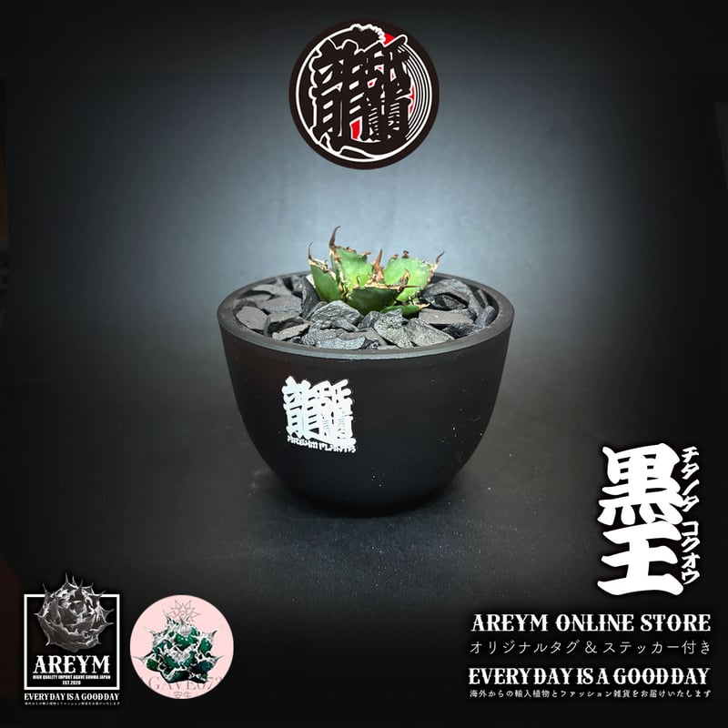 発根済 送料無料 潮龍家 安生産 アガベ チタノタ 黒王 agave titanota