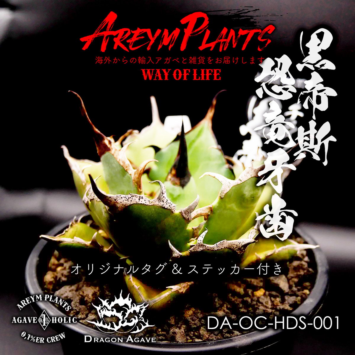 アガベ　チタノタ　黒帝斯　ハデス　doragon agave産 ドラゴンアガベ厳選 アガベ・チタノタ・ハデス黒帝斯｜agave