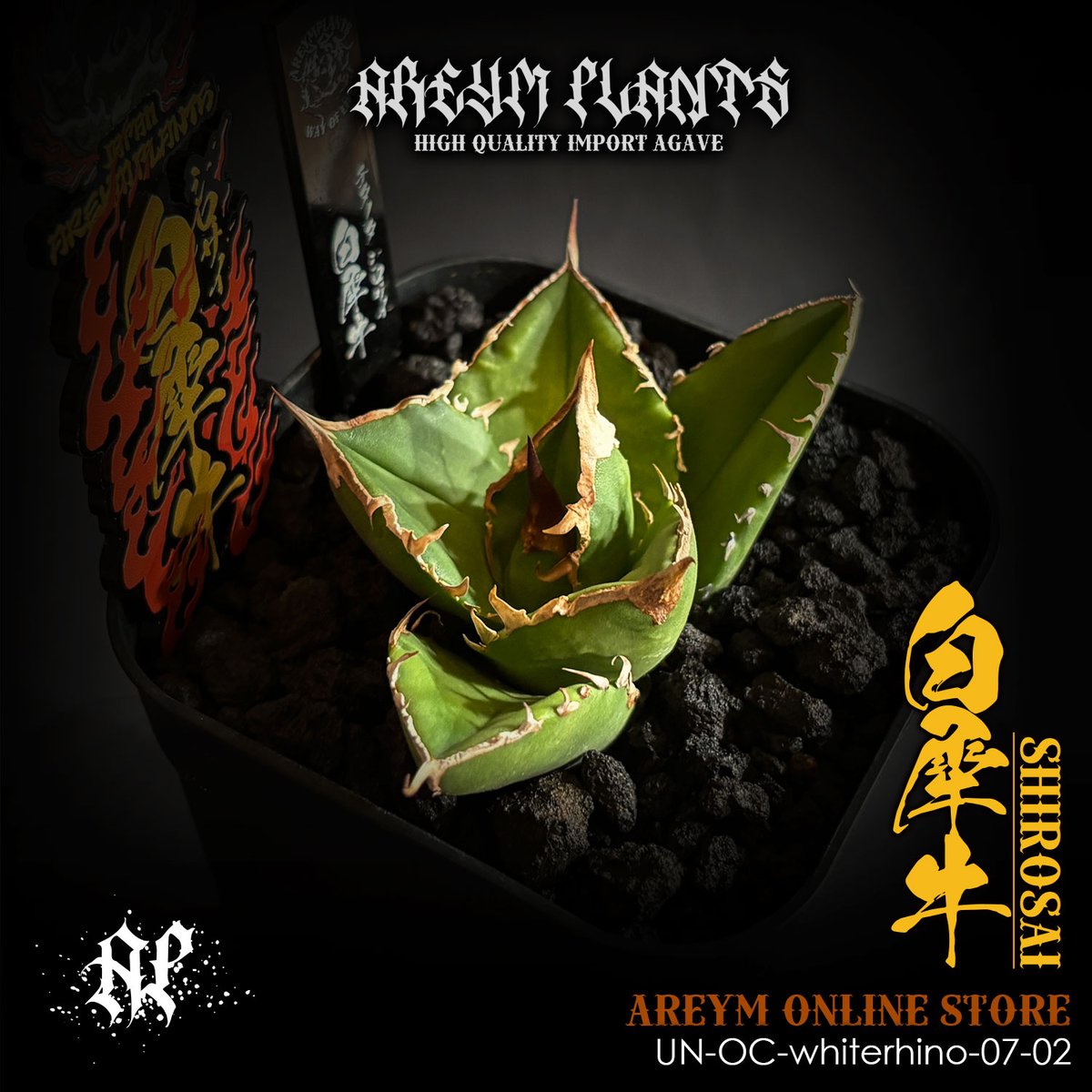 発根済 雲南省産 アガベ チタノタ 白犀牛 シロサイ Agave
