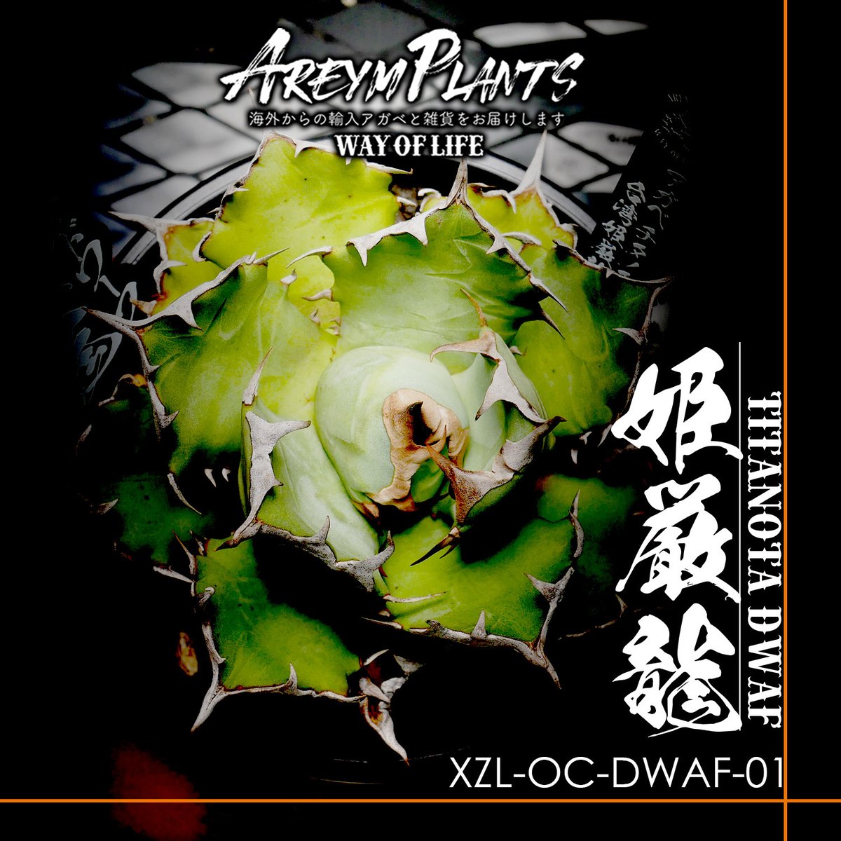 発根済!台湾XZL PLANTS産 アガベ チタノタ 姫厳龍 Agave 発根済!台湾XZL PLANTS産 アガベ チタノタ 姫厳龍 Agave