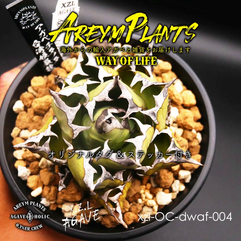 【DRAGON AGAVE産】AGAVE TITANOTA 火鳳凰 OC株 DRAGON AGAVE産】AGAVE TITANOTA 火鳳凰 OC株 - メルカリ