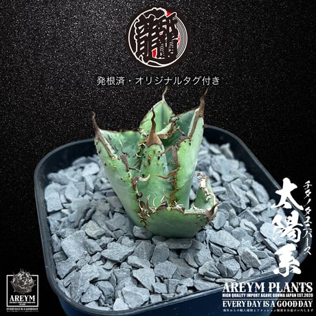 発根済 送料無料 アガベ チタノタ ユニバース 太陽系 Agave titanota Universe ARM-UNI-05-01