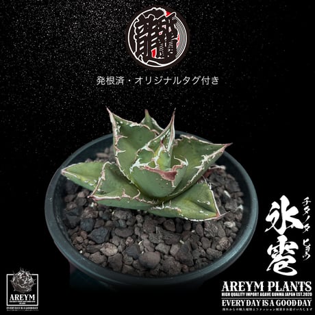 発根済 送料無料でお届け アガベ チタノタ 氷雹  agave titanota HYO【ARM-TC-HYO-06-01】
