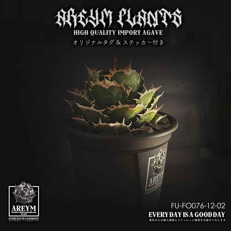 税込・送料無料でお届け致します アガベ チタノタ FO-076 Agave