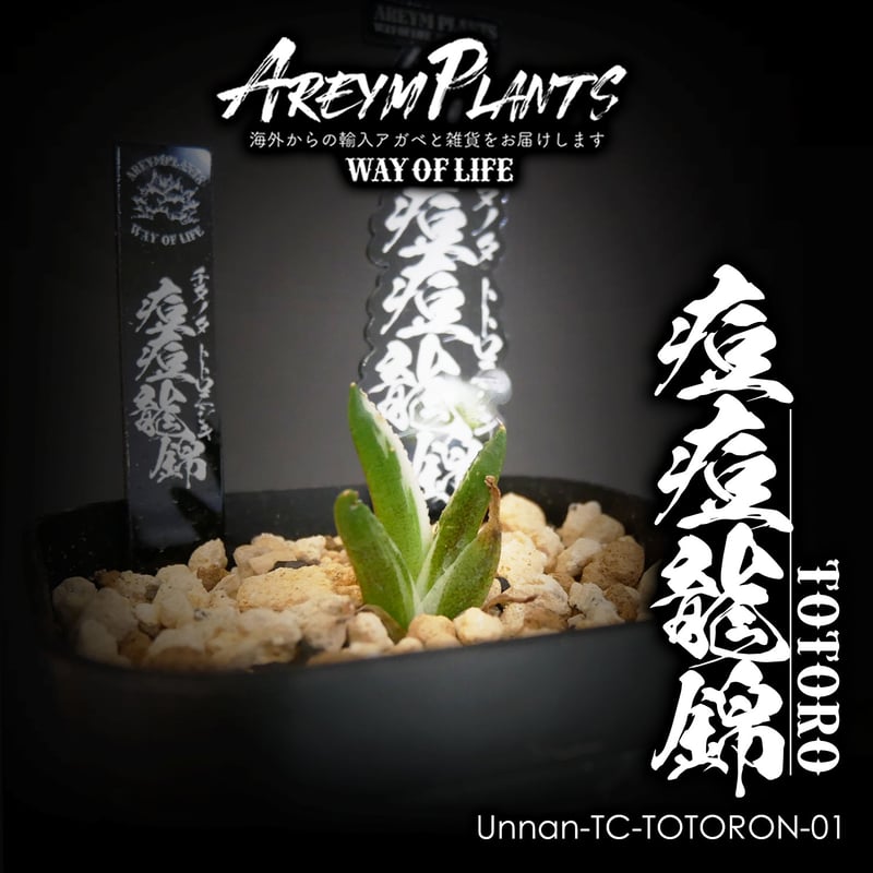 販売開始!!中国 雲南省産!!アガベチタノタ 痘痘龍錦 トトロ 販売開始!!中国 雲南省産!!アガベチタノタ 痘痘龍錦 トトロ