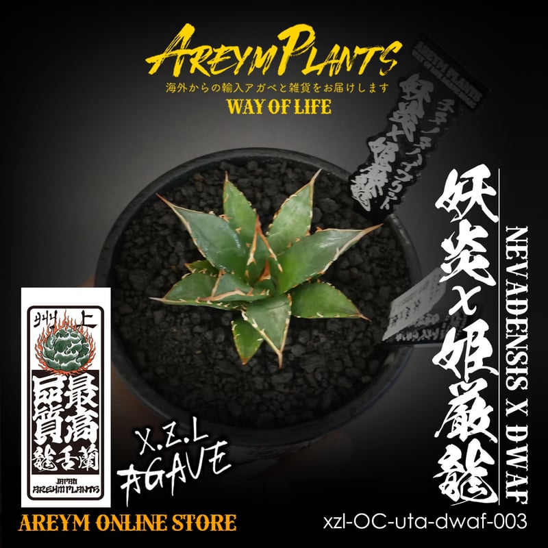 ハイブリット株!アガベ 妖炎x姫厳龍 Agave utahensisVer ハイブリット株!アガベ 妖炎x姫厳龍 Agave utahensisVer