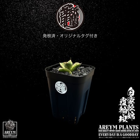 発根済 送料無料 アガベ チタノタ 白毫刺錦 白豪刺錦  覆輪斑 agave titanota byakugousi【ARM-OC-BYAKU-06-02】