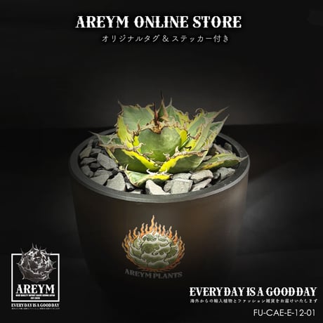 アガベチタノタシーザー | STORES