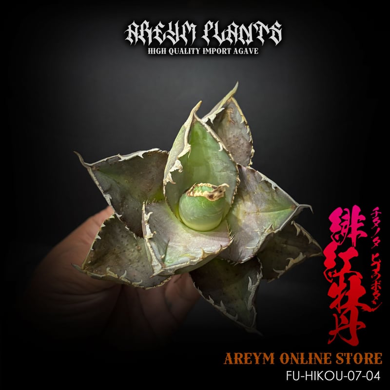 福建省産 アガベ チタノタ 緋紅牡丹 Agave Titanota hikoubotan