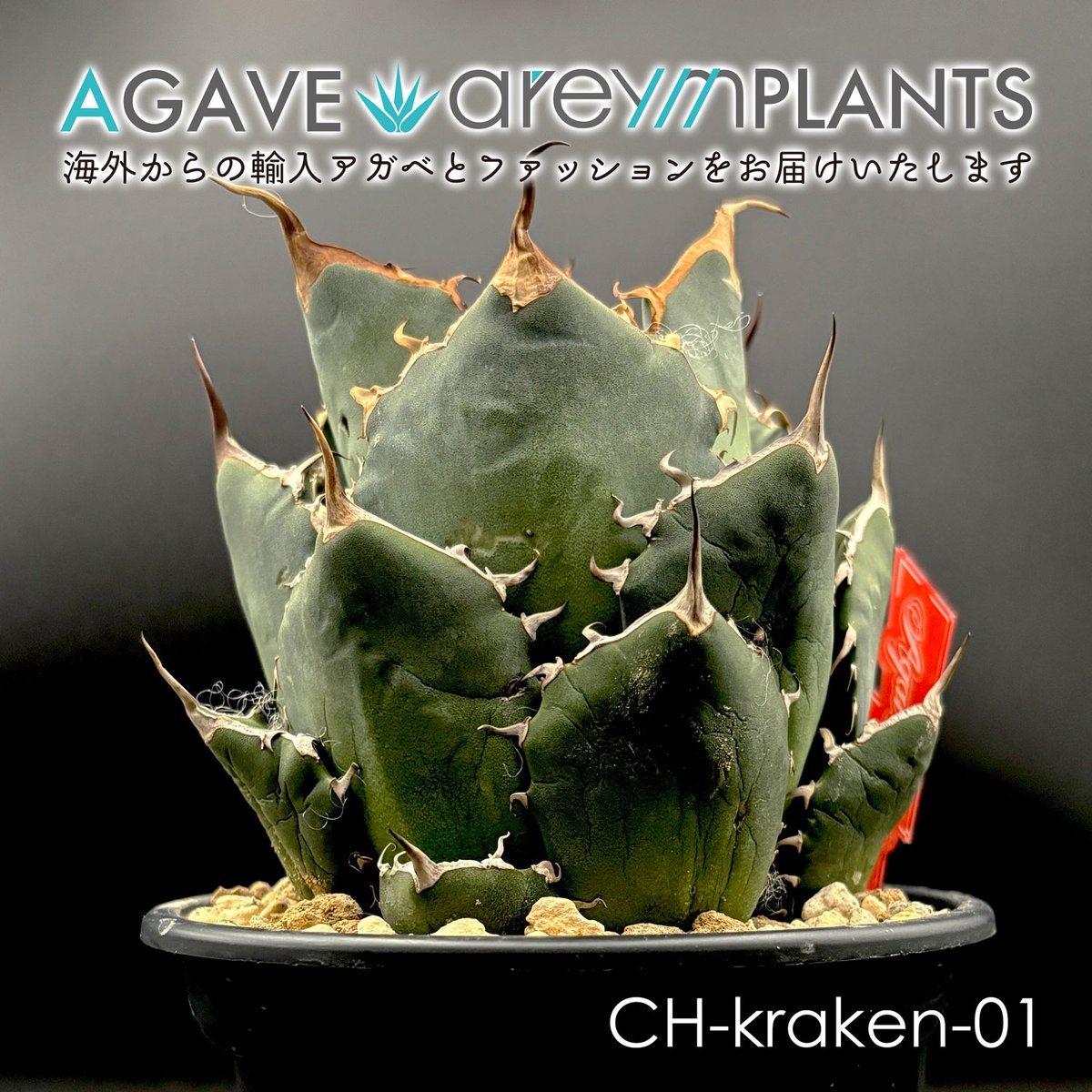 発根済］アガベ チタノタ 金剛狼/Wolverine 激レア 極上大子株 【公式