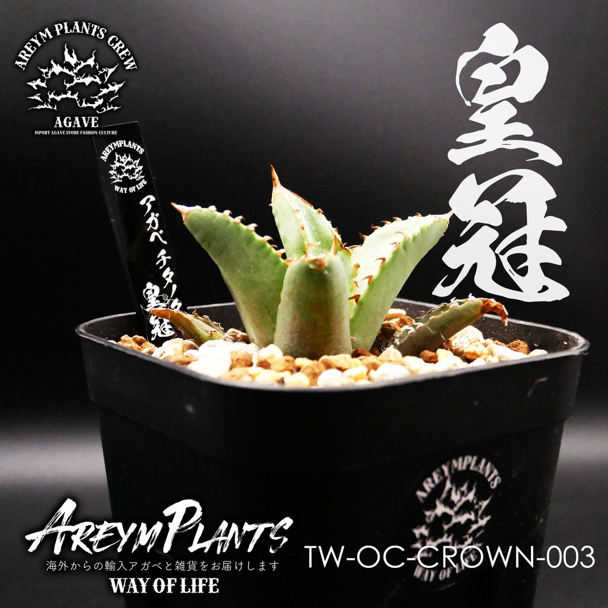 樹*楽様 アガベ皇冠　子株2つ付き ドベクラ クラウン 皇冠 子株二つ付き 抜き苗配送 - メルカリ