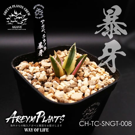 発根済み！］アガベ チタノタ スナグルトゥース 子株 t062 【公式通販】