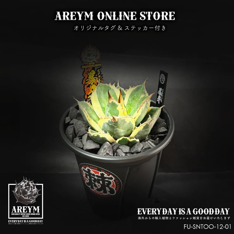 税込・送料無料でお届け致します アガベ・チタノタ スナグルトゥース