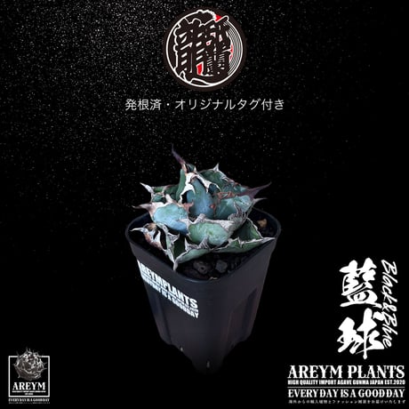 発根済 送料無料 アガベ チタノタ ブラックアンドブルー Agave Titanota Black and Blue ボールタイプ【ARM-BAB-06-02】