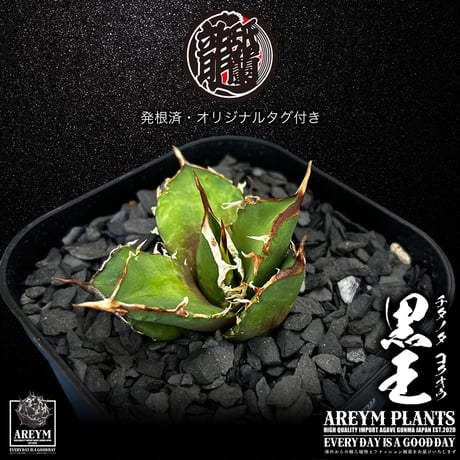 発根済 送料無料 潮龍家 安生産 アガベ チタノタ 黒王 agave titanota kokuo【Andy-OC-KOKUO-06-02】