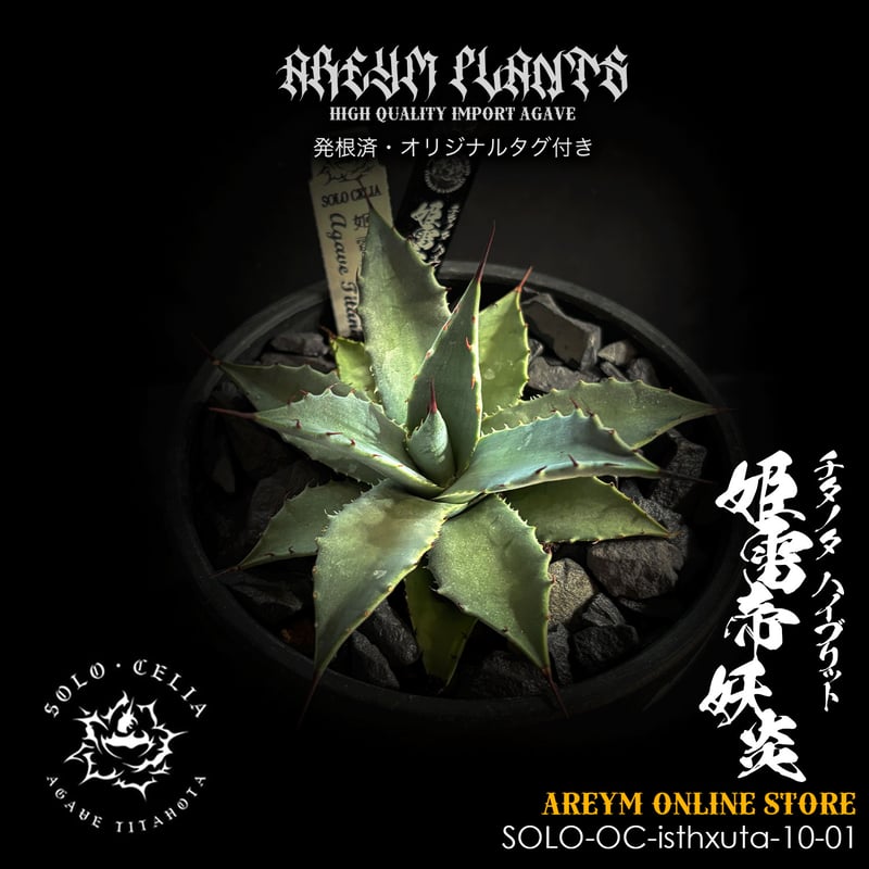 【goodtaniku】ハイブリッド　特白肌×妖炎　発根済み 発根済 送料無料でお届け SOLO産ハイブリッド アガベ チタノタ 姫雷帝x