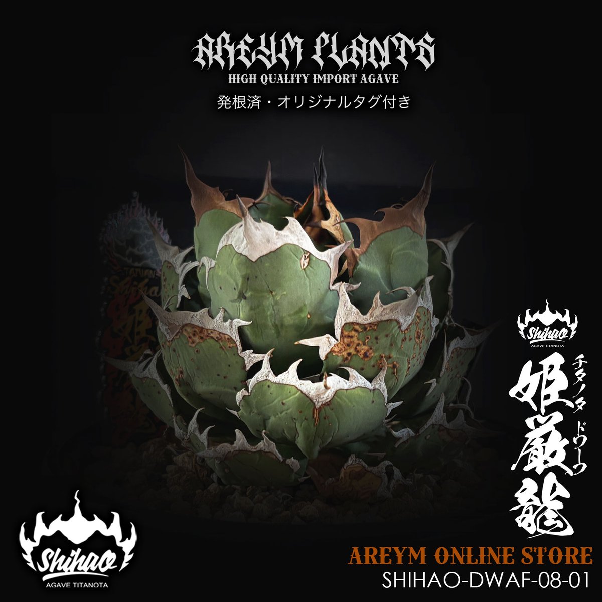 発根済 台湾Shi-hao産 アガベ チタノタドワーフ 姫厳龍 Agave