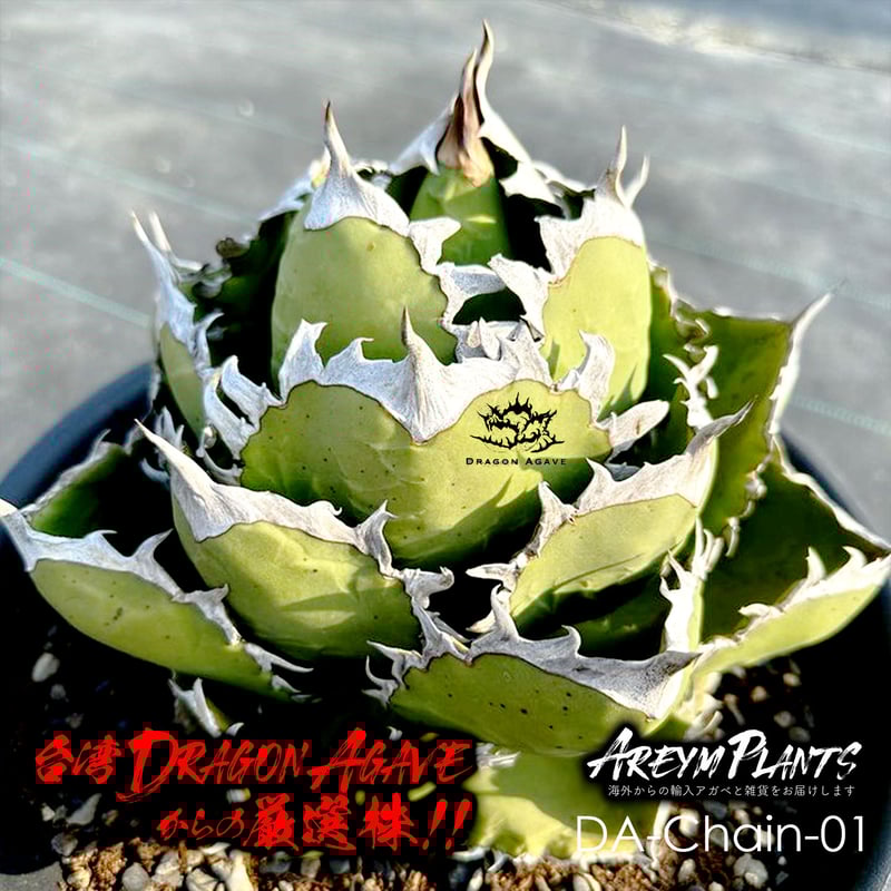アガベagave チタノタtitanota子株『大鋼牙 白排棘』狂棘 【公式通販】