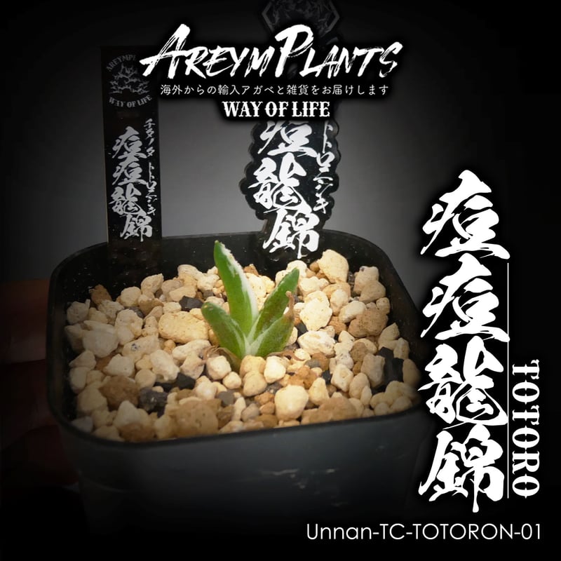 アガベ シャウィー【US輸入株】【抜き苗発送】 【公式通販】