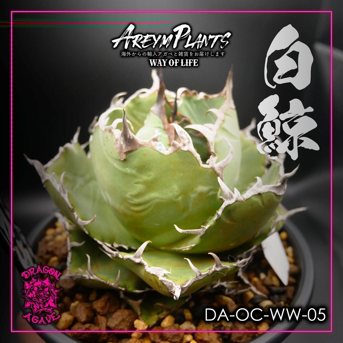 9/22販売開始!オリジナルタグ付き!アガベ チタノタ白鯨 Agave 9/22販売開始!オリジナルタグ付き!アガベ チタノタ白鯨 Agave