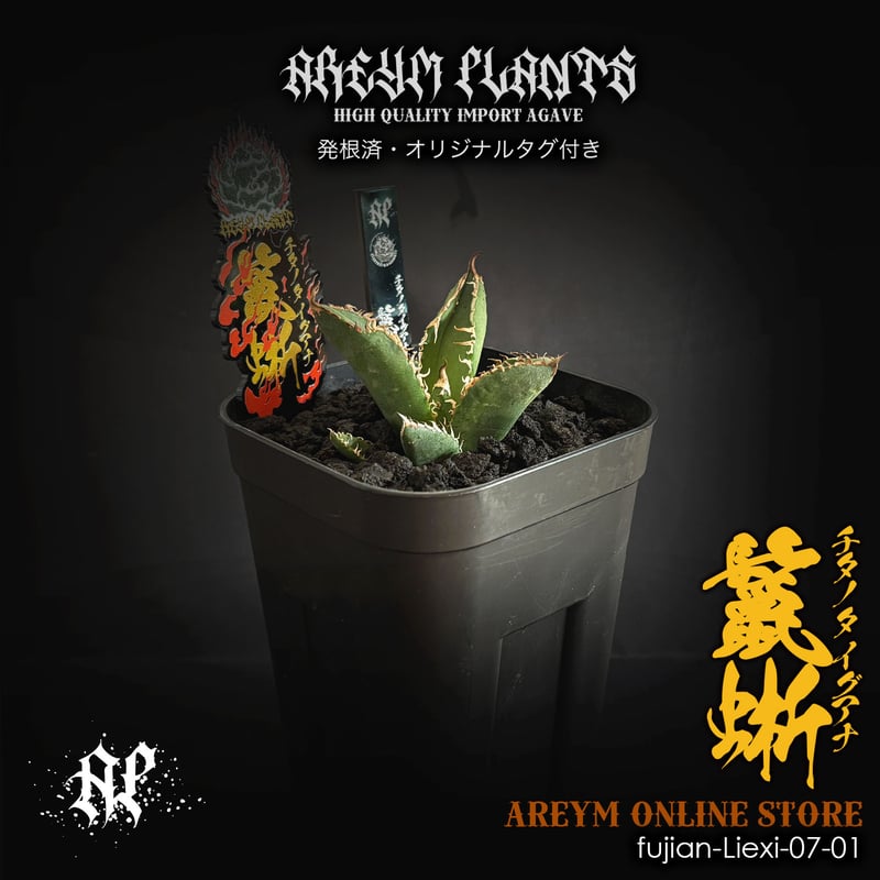 【親株】アガベチタノタ　猟豹　チーター　ドラゴンアガベ産 親株】アガベチタノタ 猟豹 チーター ドラゴンアガベ産