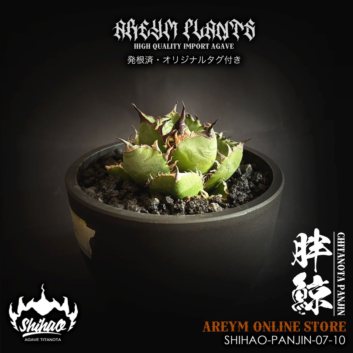 アガベ 胖鯨 （パンジン） 検)チタノタ 白鯨 オテロイ 実生