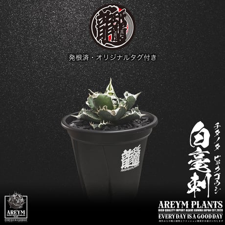 発根済 送料無料 アガベ チタノタ 白毫刺 白豪刺 agave titanota byakugousi【ARM-OC-BYAKU-06-04】