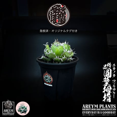 CATEGORY アガベ 中株 | アレイムプランツ