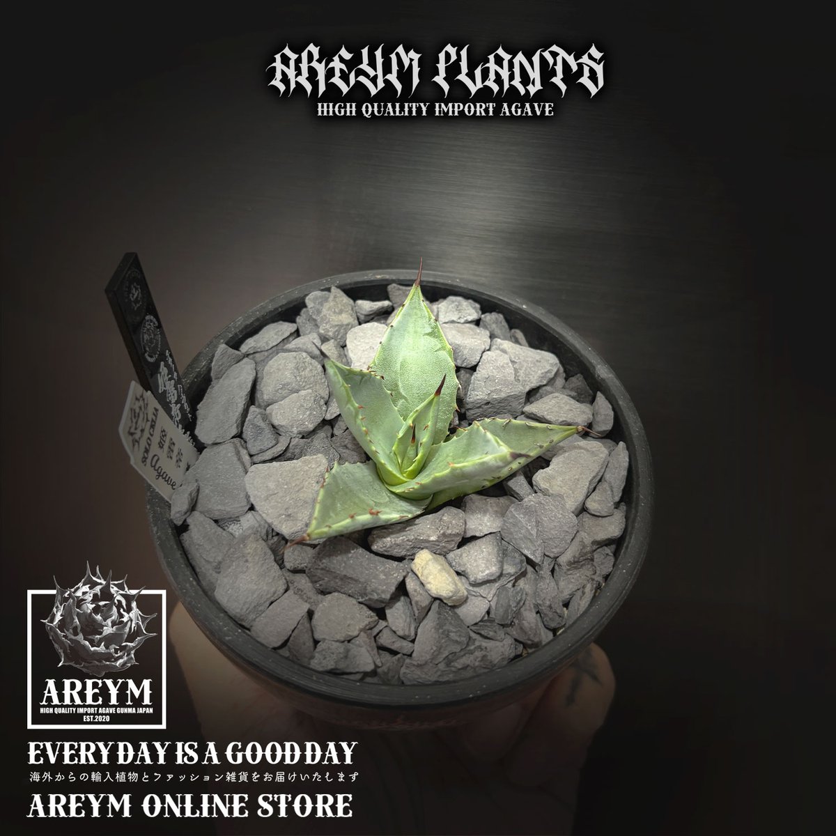 発根済 送料無料でお届け SOLO産ハイブリッド アガベ チタノタ 姫雷帝x